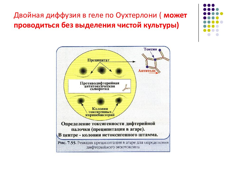 Реакция двойной иммунодиффузии по оухтерлони картинки