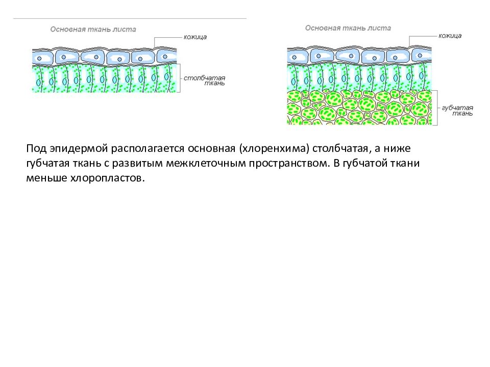 Какой цифрой на рисунке указана губчатая ткань