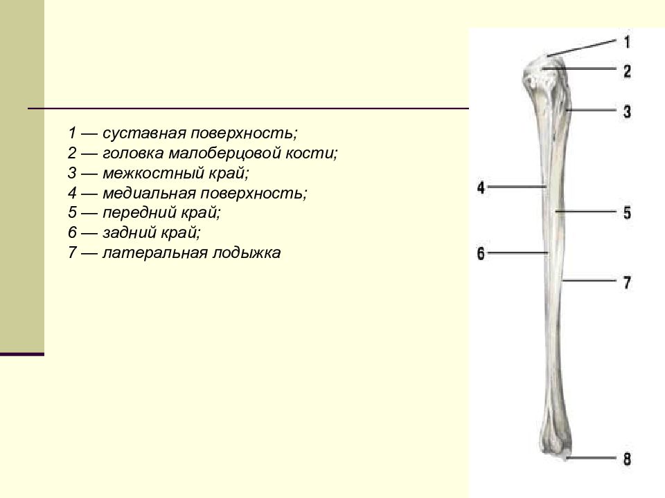 Меньше берцовая. Строение малоберцовой кости анатомия. Малая берцовая кость анатомия строение. Суставная поверхность малоберцовой кости. Малоберцовая кость анатомия строение.