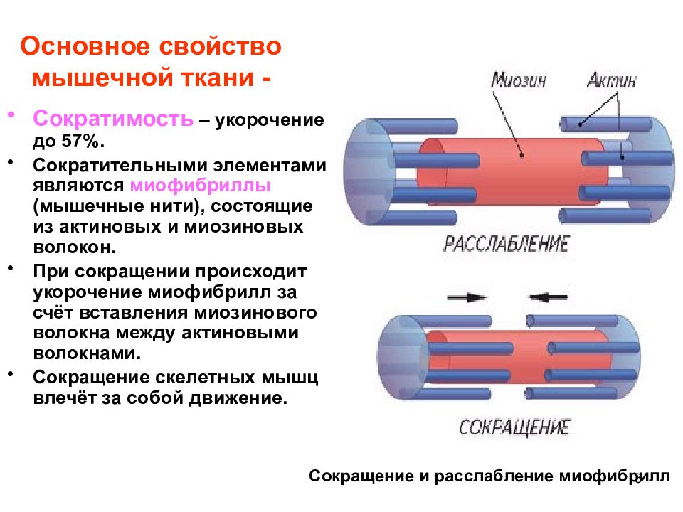 Презентация механизм сокращения мышечного волокна т система мышечного волокна