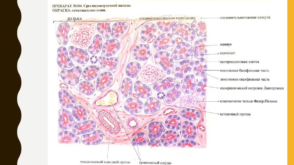 Поджелудочная железа гистология рисунок