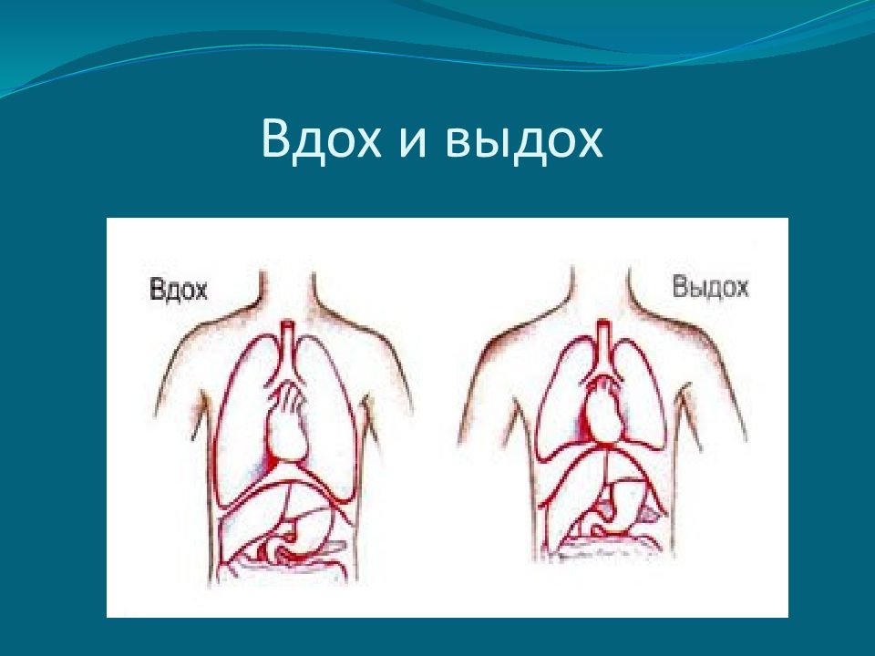 Вдох выдох шоу. Вдох выдох. Вдох выдох иллюстрация. Дыхательные движения. Вдох выдох референс.