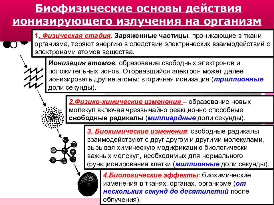 Ионизирующее излучение на организм. Биофизические основы действия ионизирующих излучений. Основы биологического действия ионизирующего излучения. Биофизические основы действия ионизирующего излучения на организм. Воздействие ионизирующего излучения на ткани организма.