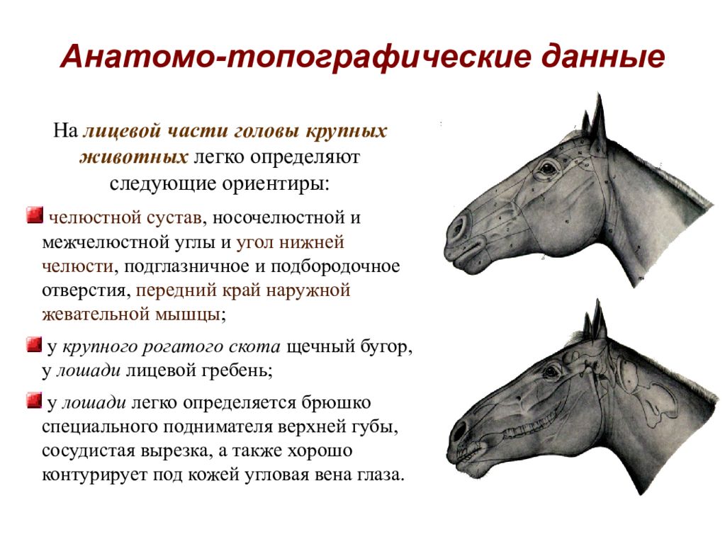 В кроссе на 15 км участвовали несколько животных данные об участниках отображены на диаграмме ответ