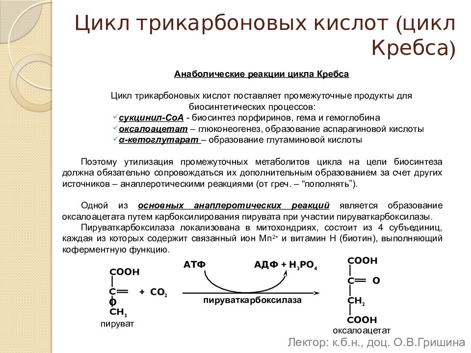 Цикл трикарбоновых