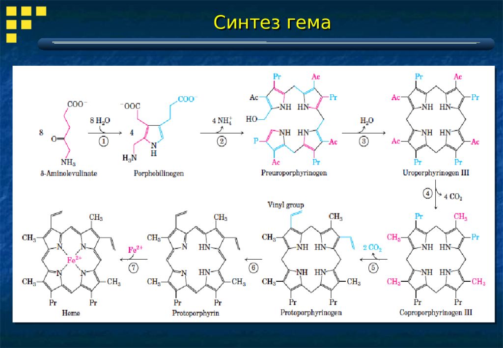 Детские синтезы. Схема реакций синтеза гема. Общая схема синтеза гема, место протекания процесса.. Синтез порфиринов гема и гемоглобина. Синтез гема биохимия реакции.