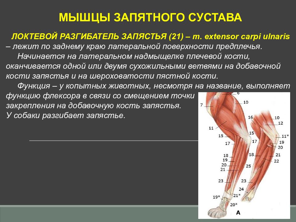 Закладка мышечной системы. Двигательные паттерны это. Какие нервы развиваются в мышцах и коже грудной конечности.