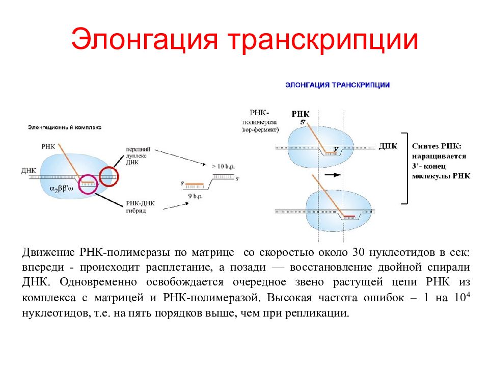 Синтез пре рнк