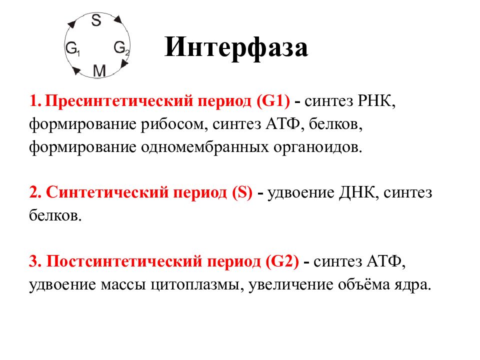 2 в интерфазе происходит. G2 интерфаза. Интерфаза g1 s g2. G1 s g2 периоды интерфаза. Жизненный цикл клетки. G1/s/g2 периоды интерфазы..