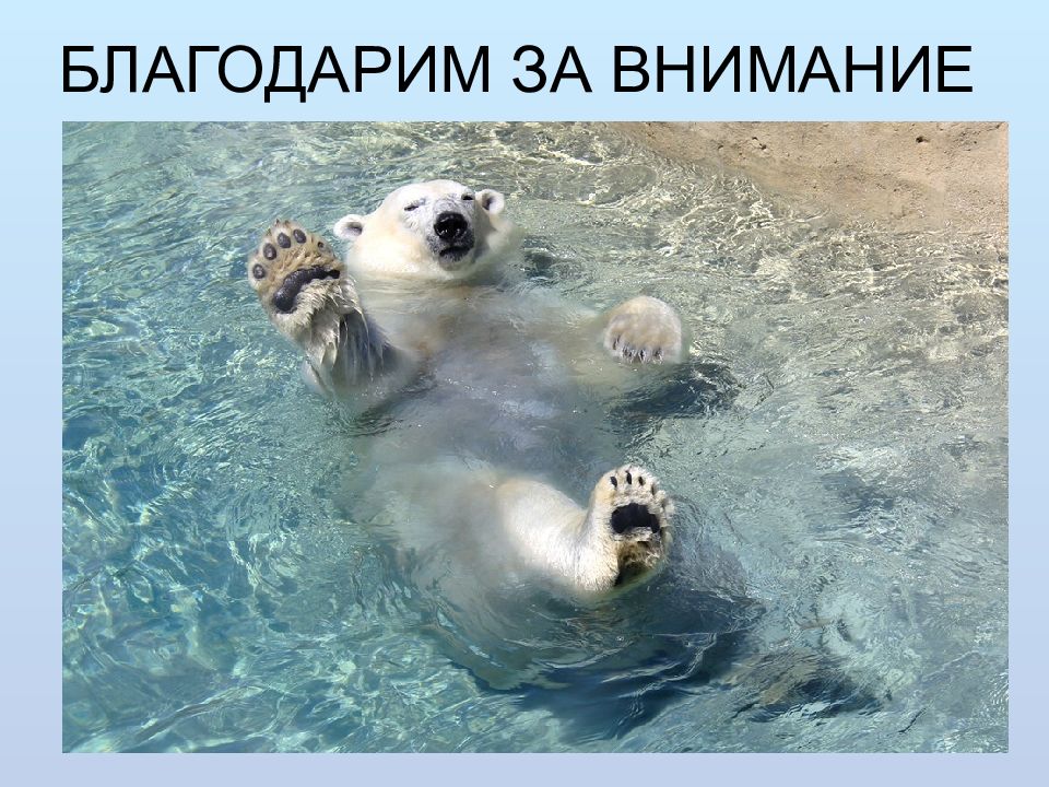 Медведь Отдыхает Прикол