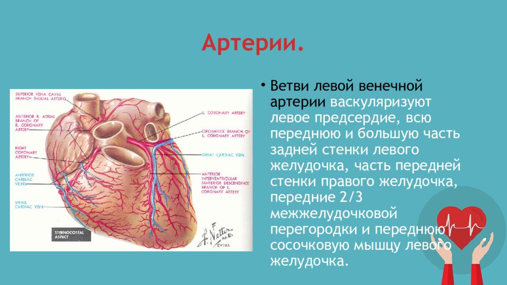 Стенки правого желудочка. Ветви левой венечной артерии. Ветви правой венечной артерии. Ветвями левой венечной артерии являются. Передняя стенка сердца.