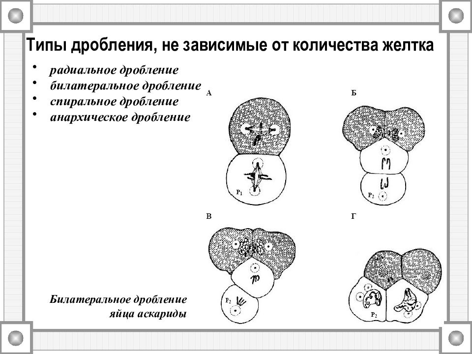 Число дробления. Типы дробления радиальное спиральное билатеральное. Спиральный Тип дробления. Радиальный Тип дробления зиготы. Радиальное голобластическое дробление.