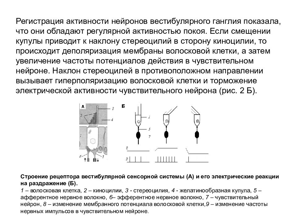 Блок схема вестибулярной сенсорной системы