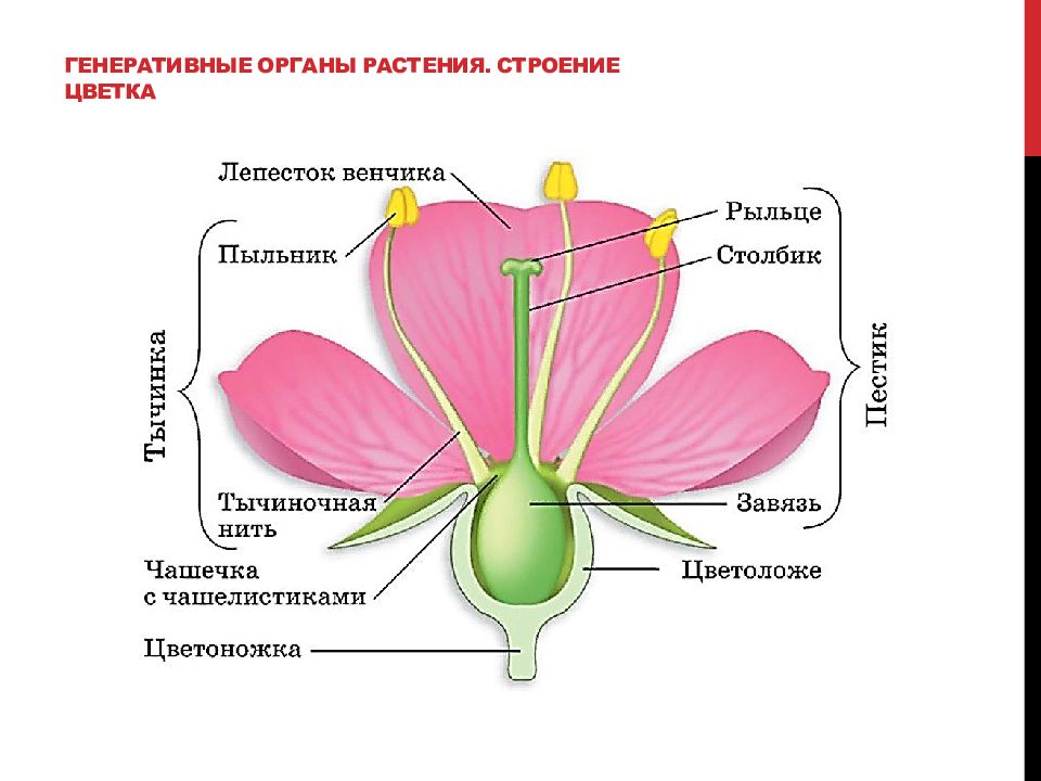 Схема частей цветка