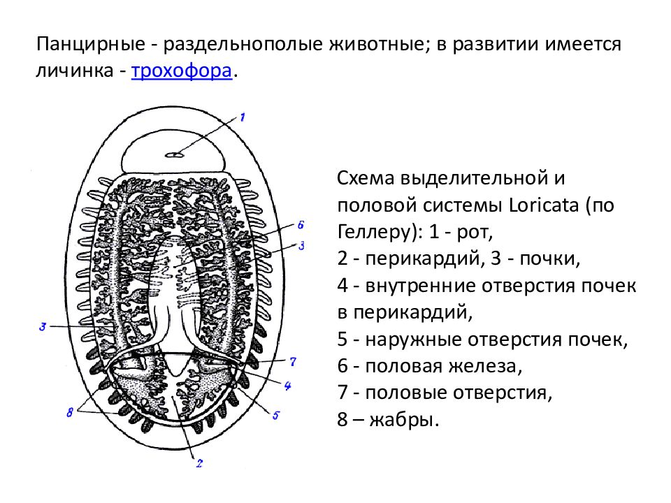 Какие черви раздельнополые. Трохофора устрицы.