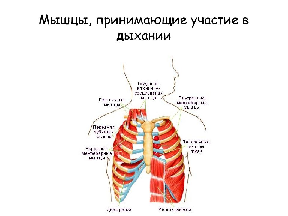 Рассмотрите картинку и укажите под какими цифрами указаны мышцы работающие при вдохе