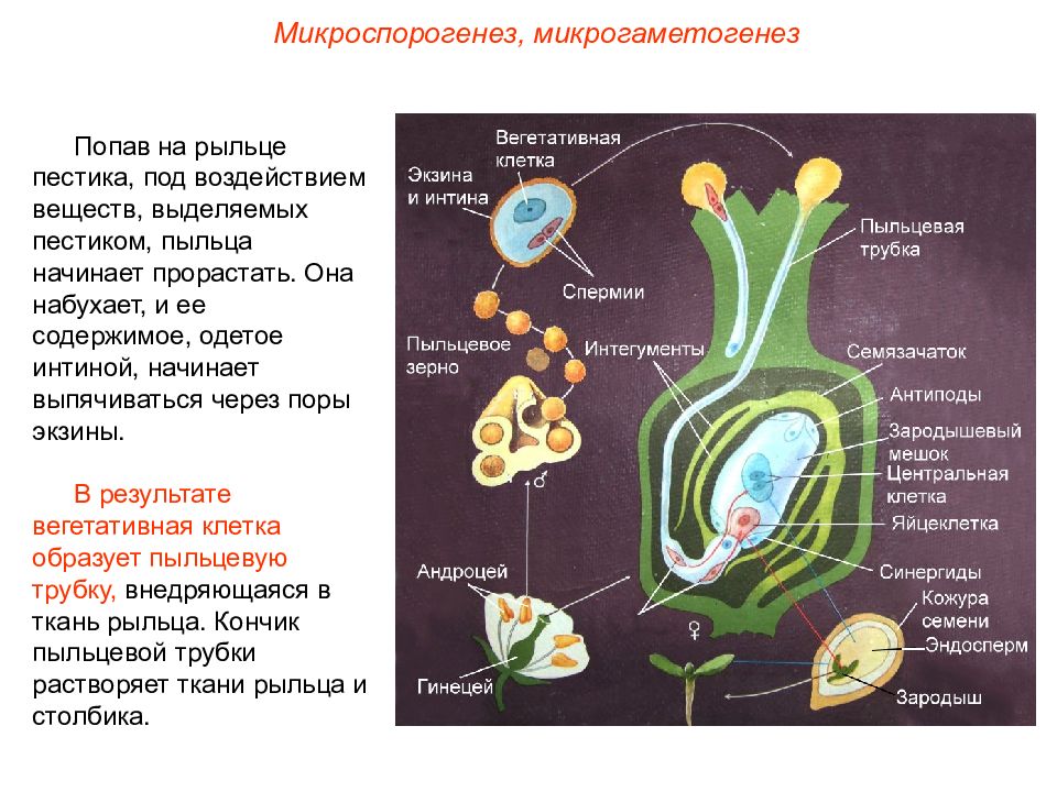 Двойное оплодотворение растений схема