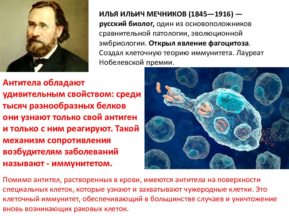 Явление фагоцитоза открыл русский ученый. Мечников фагоцитоз клеточный иммунитет. Мечников эмбриология.