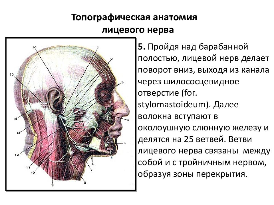 Лицевой нерв является. Топография ветвей лицевого нерва. Топографическая анатомия лцчевой нерва. Ход лицевого нерва топографическая анатомия. Лицевой нерв топографическая анатомия.