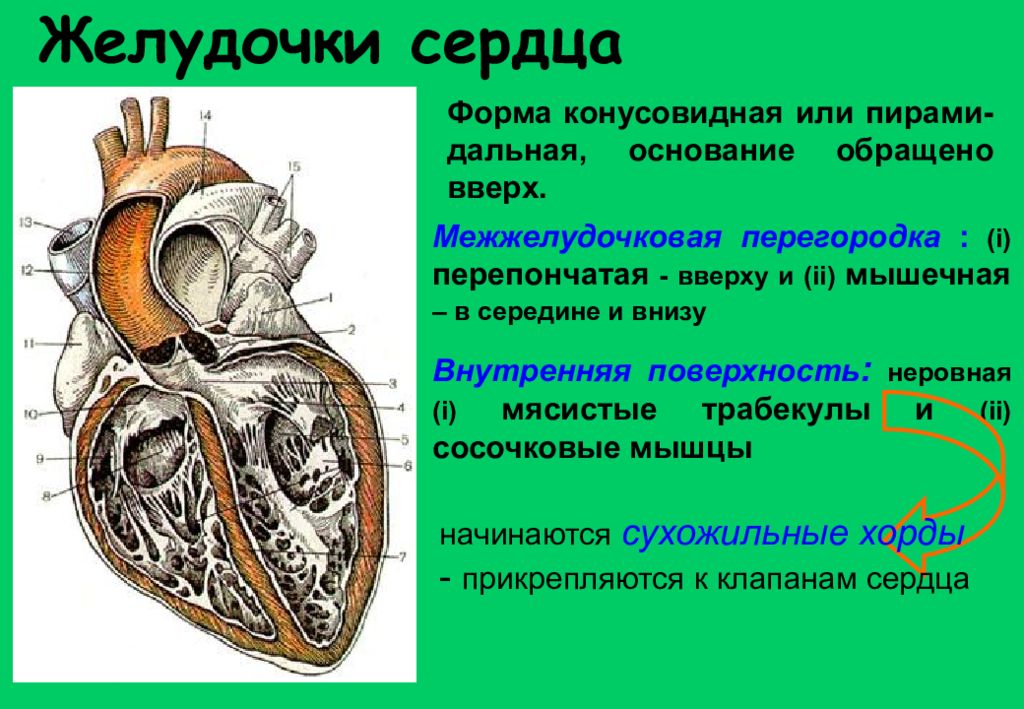 Правый желудочек функции. Межжелудочковая перегородка строение перегородки. Части межжелудочковой перегородки сердца. Отделы межжелудочковой перегородки анатомия.