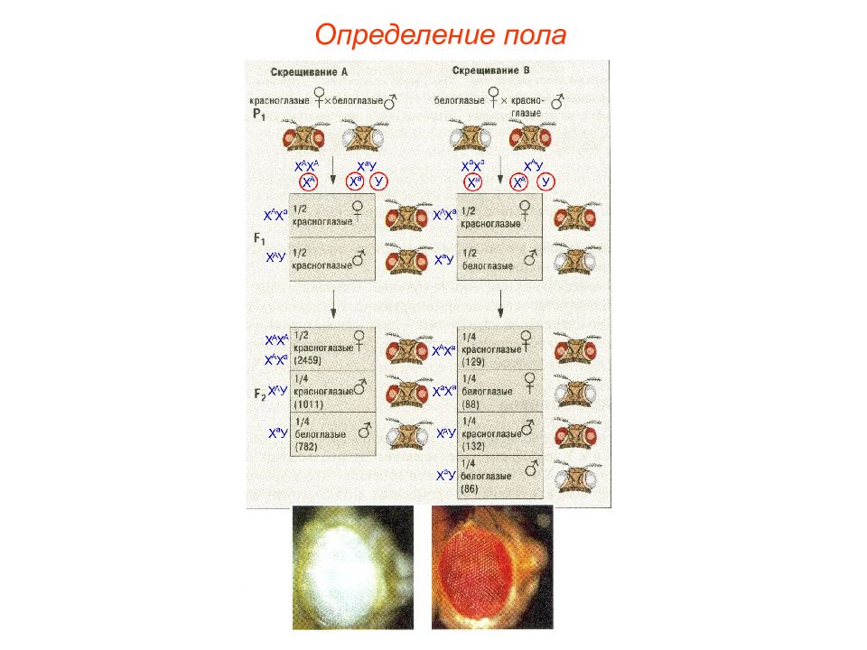 У дрозофилы гомогаметным