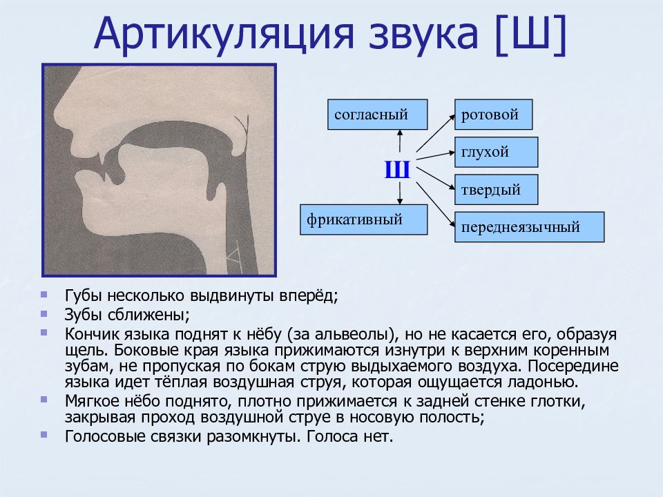 Артикуляция звуков в графическом изображении