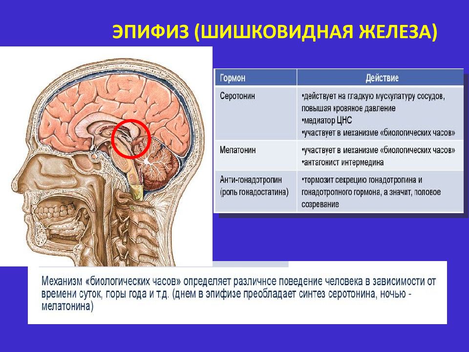 Гипофиз в голове. Гипофиз и эпифиз анатомия. Эпифиз головного мозга анатомия. Гипофиз и эпифиз головного мозга. Шишковидная железа анатомия физиология.