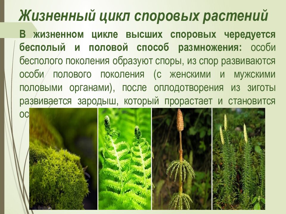 Жизненный цикл споровых растений