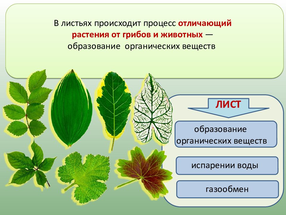 Биология 6 класс функция листьев. Лист биология 6 класс. Внешнее строение листа. Внешнее строение аиста. Строение листа растения.