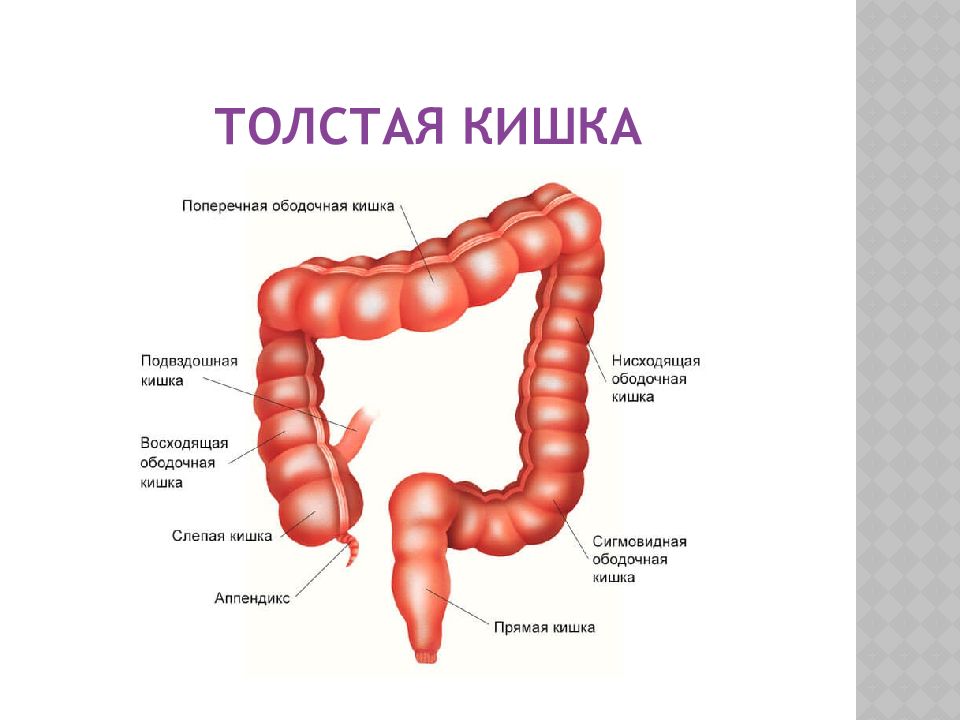 Анатомия кишечника человека схема