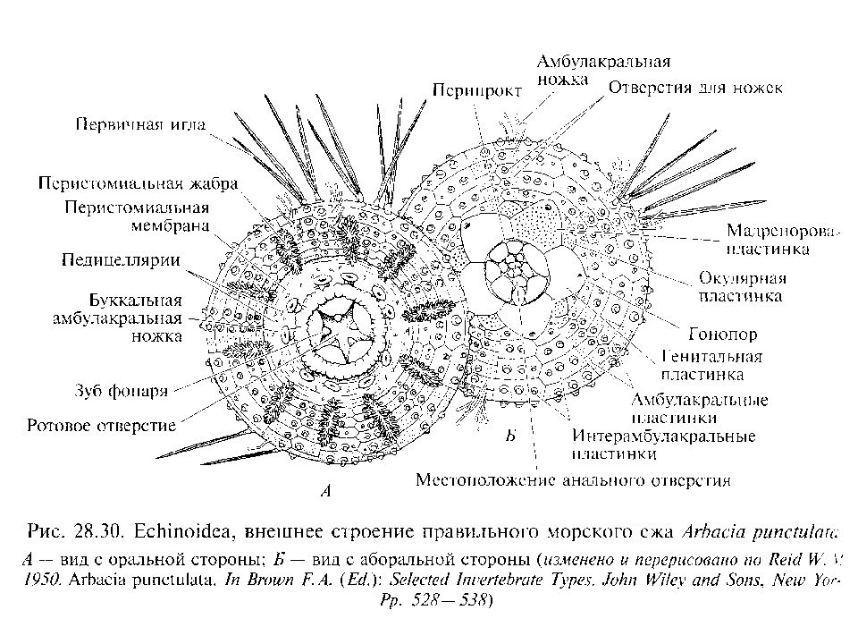 Морские ежи строение