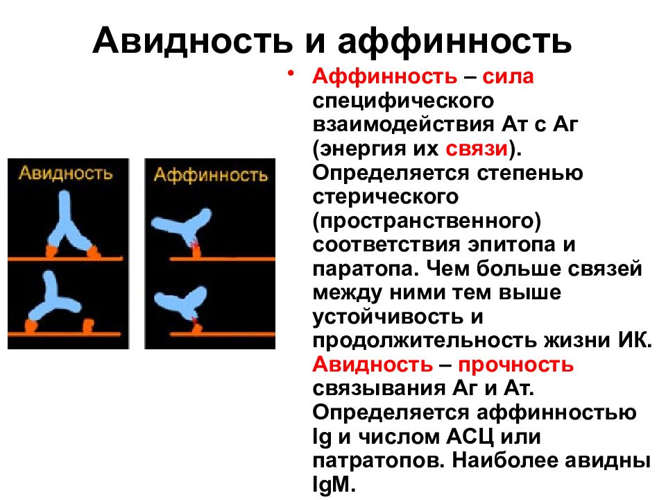 Антитела презентация иммунология