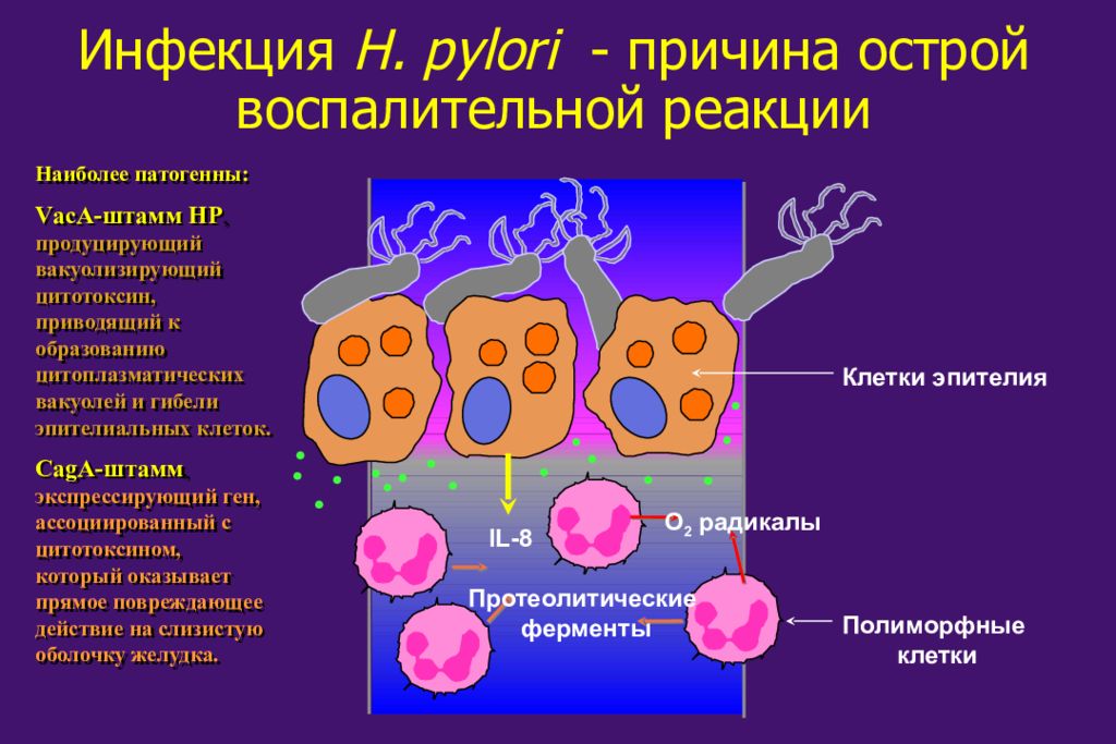 Токсины антигены. Вакуолизирующий Токсин Helicobacter pylori. Острая воспалительная реакция причины. Ферменты продуцируемые хеликобактер пилори.
