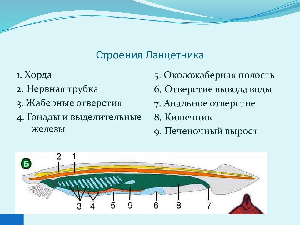 Класс ланцетники презентация