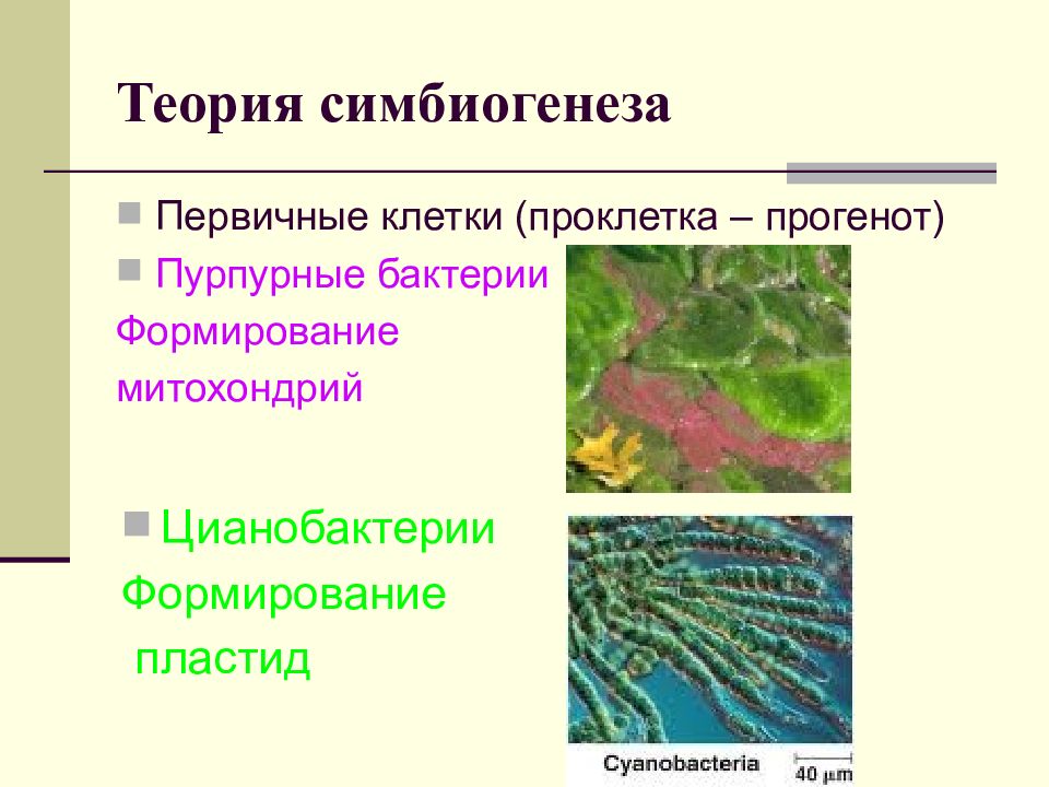 Первичные клетки. Теория симбиогенеза. Гипотеза симбиогенеза кратко. Цианобактерии систематика. Теория эндосимбиоза.