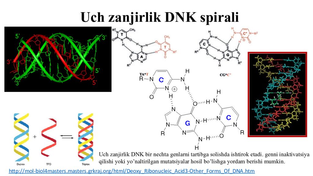 DNK ning tuzilishi va DNK replikatsiyasi Uch zanjirlik DNK spirali