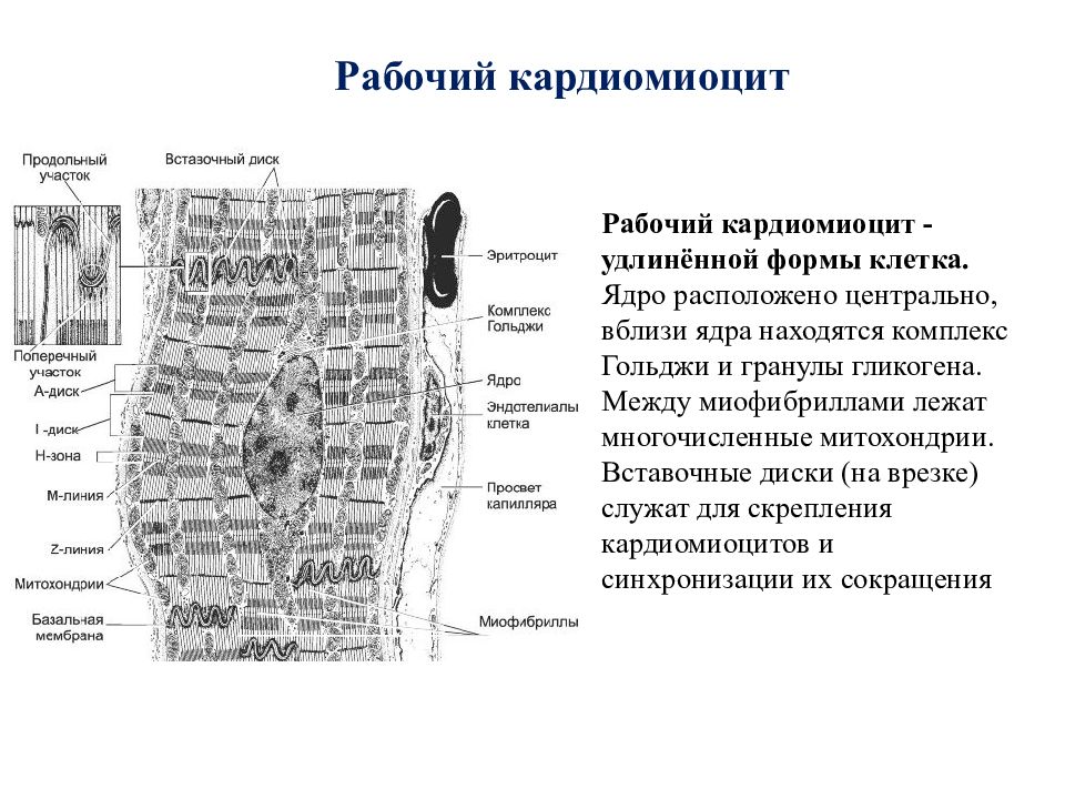 Схема соединения кардиомиоцитов вставочного диска