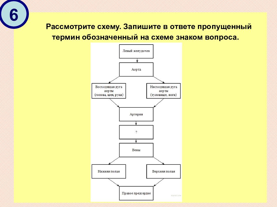 Запишите схему пропущенные. Рассмотрите схему. Описать схему. Запиши понятие, пропущенное в схеме. ￼. Пропущенный термин, обозначенный на схеме знаком вопроса. Ответ:.