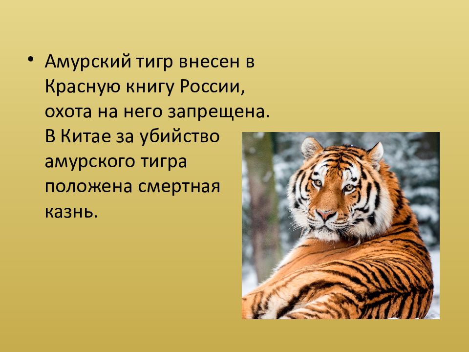 Тигр краткое описание. Амурский тигр 3 класс. Амурский тигр 5 класс. Амурский тигр презентация. Уссурийский тигр презентация.