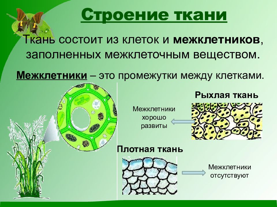 Растительные ткани презентация