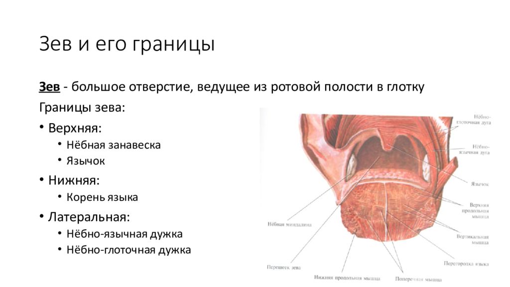 Структуры полости рта