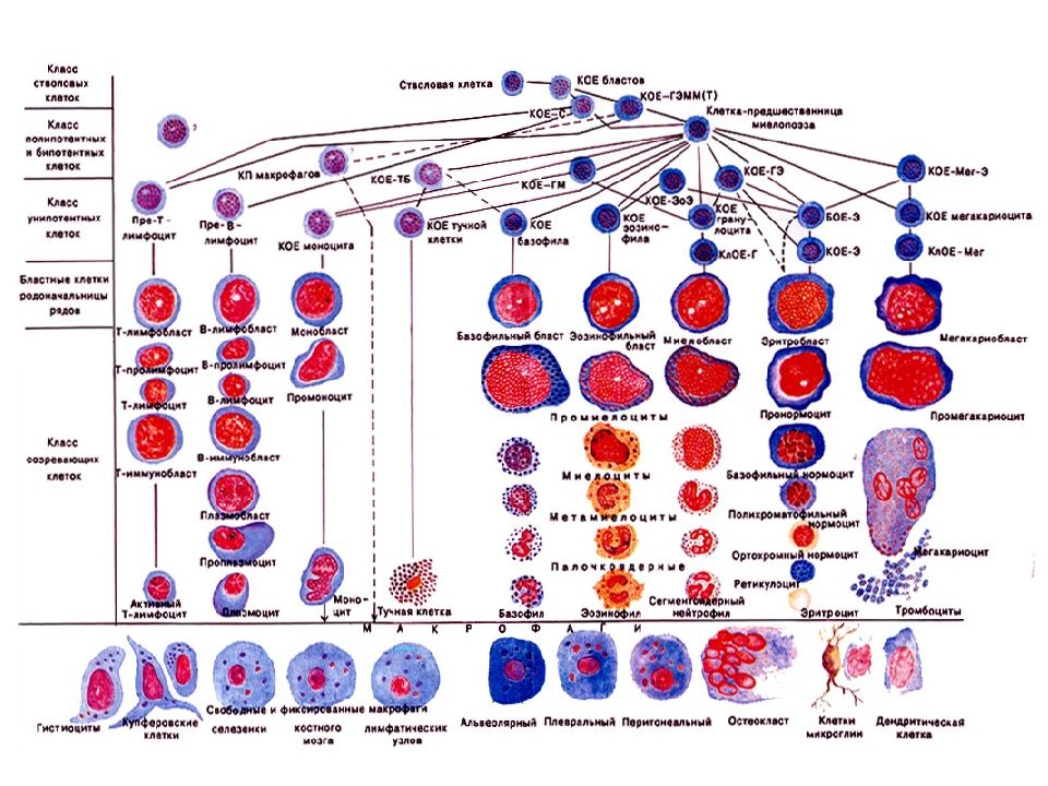 Схема гемопоэза таблица
