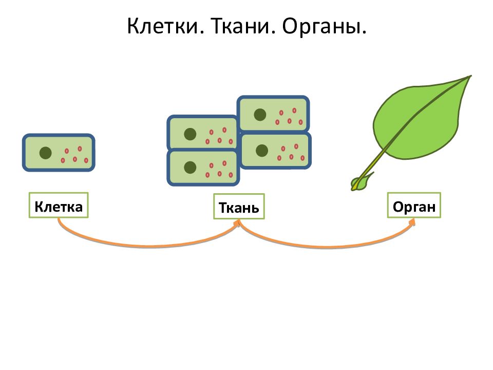 Клетка ткань орган