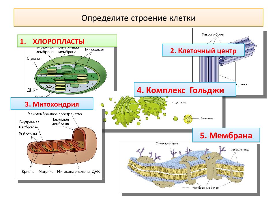 Клетка конспект 9