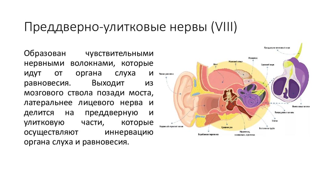 Стенки улиткового хода