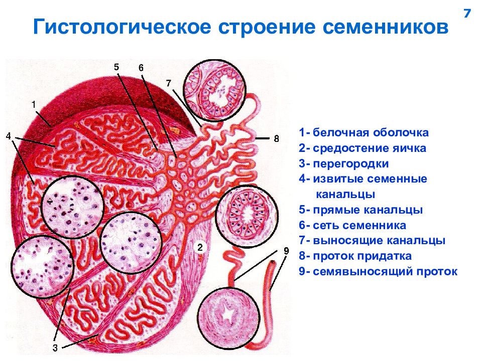 Схема строения семенника