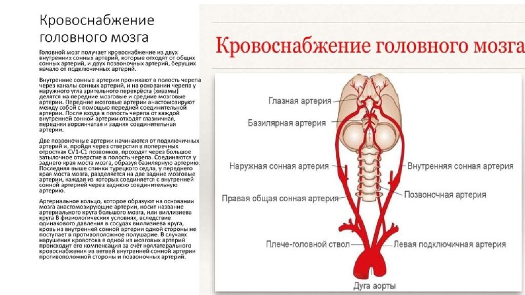 Статья артерия жизни по дну чего. Схема кровоснабжения артерий головного мозга. Артерии питающие головной мозг схема. Внутренняя Сонная артерия кровоснабжение головного мозга. Кровеносная система головного мозга человека схема.