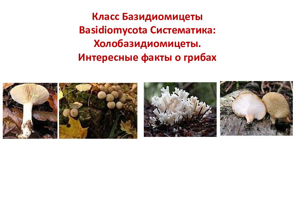 Класс Базидиомицеты Basidiomycota Систематика: Холобазидиомицеты. Интересные факты о грибах