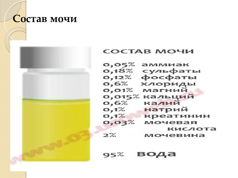 Состав мочи. Состав мочи человека. Моча состав химический. Состав мочи здорового человека.