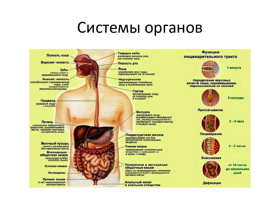 Презентации по анатомии и физиологии человека для медицинского колледжа